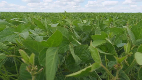 Soybean Field At Diffused Light. Agricultural Business Concept. Lush Green Soybe Stock Footage 303241065