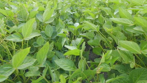 Soybean Field At Diffused Light. Agricultural Business Concept. Lush Green Soybe Stock Footage 303254851