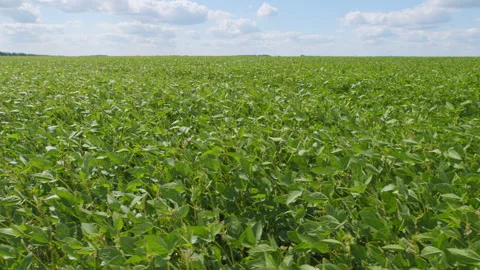 Soybean Field At Diffused Light. Agricultural Business Concept. Lush Green Soybe Stock Footage 303256381