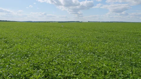 Soybean Field At Diffused Light. Agricultural Business Concept. Lush Green Soybe Video stock 303256692