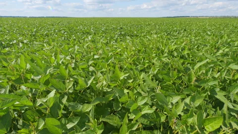 Soybean Field At Diffused Light. Agricultural Business Concept. Lush Green Soybe Stock Footage 303257209