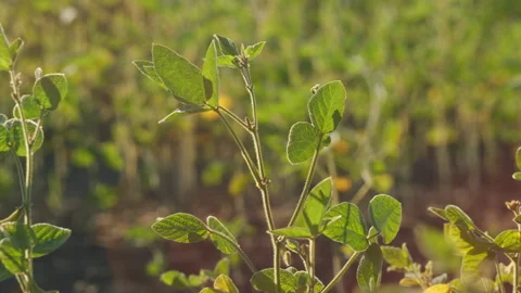 Soybean Field At Diffused Light. Agricultural Business Concept. Lush Green Soybe Video stock 303262324