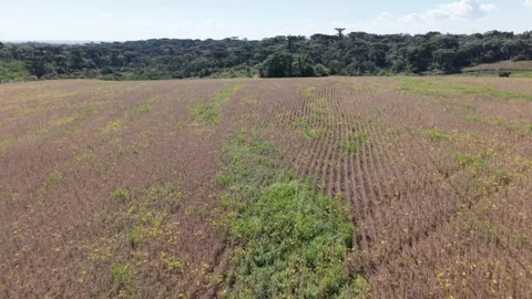 Soybean field during the drought. Dry season. Stock Footage 331826815