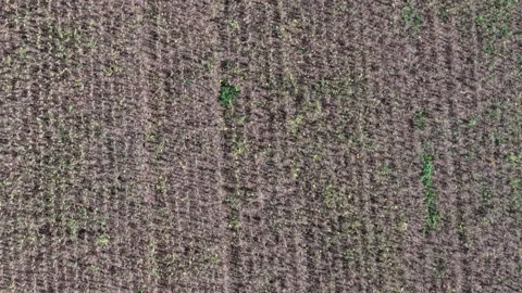 Soybean field during the drought. Dry season. Drone footage. Video stock 331826918