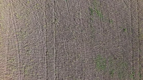 Soybean field during the drought. Dry season. Drone footage. Stock Footage 331826929