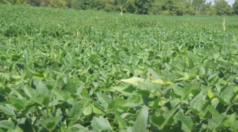 Soybean Field Stock Footage 8522394