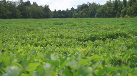 Soybean Field Stock Footage 8654672