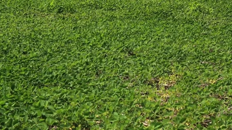 Soybean Field Stock Footage 8734338