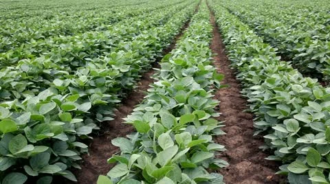Soybean field Stock Footage 11535322