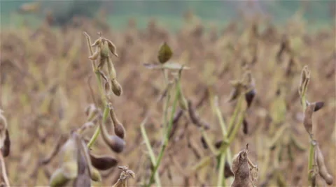 Soybean field Stock Footage 54592334