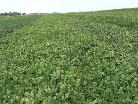 Soybean in the field Stock Footage