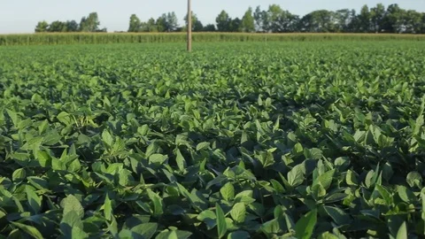 Soybean field Stock Footage 77952301