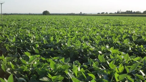 Soybean field Stock Footage 77952554