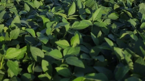 Soybean field Stock Footage