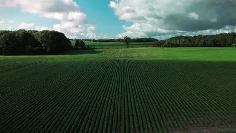 SOYBEAN FIELD 스톡 동영상 279758702