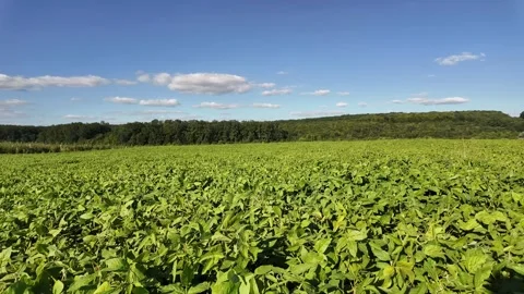 Soybean field. Stock Footage 317509506
