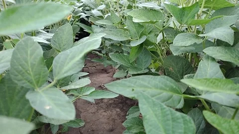 A soybean field Vídeo Stock 331027541