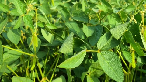 Soybean field with fresh green soya in sun light, Slider. Stock Footage