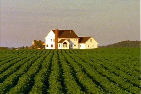 Soybean field green rows with large home telephoto Video stock 122114159