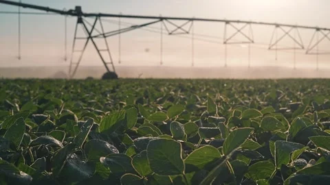 Soybean field grows under pivot irrigation at sunrise. Agriculture soybean Stock Footage 338335602