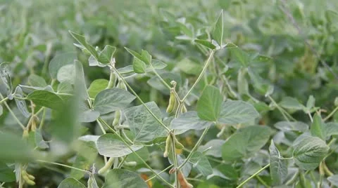 Soybean Field Before Harvest Stock Footage 11977442