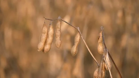 Soybean field before harvest Stock Footage 73847841