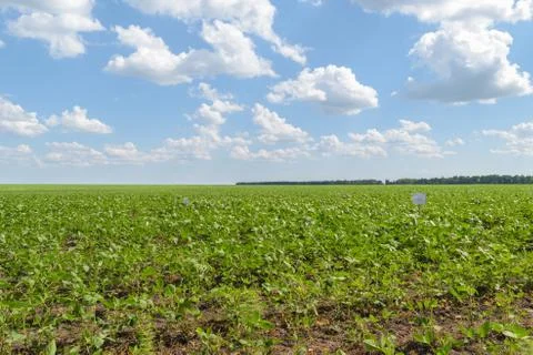 Soybean Field Landscape Stock Photos