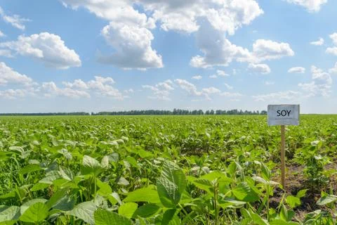 Soybean Field Landscape Stock Photos