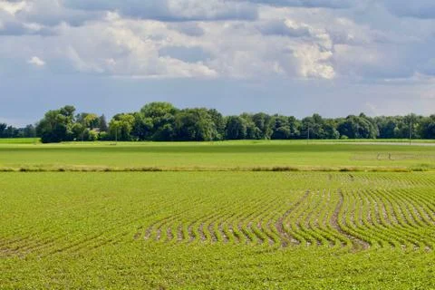Soybean field landscape Stock Photos