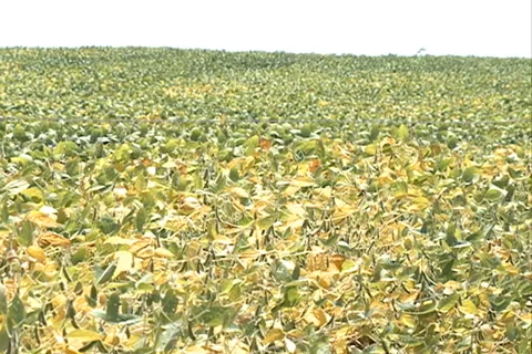 Soybean Field Landscape SD-02 Video stock 37428369
