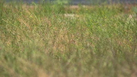 Soybean field with maturing pods in slow motion Stock Footage 346293114