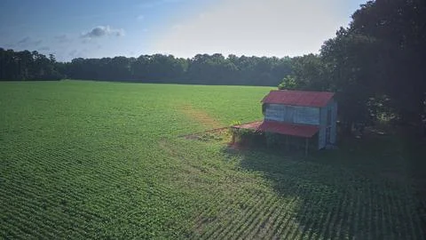 Soybean Field Next to Old Barn Fotos de archivo