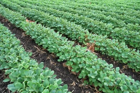 Soybean field Stock Photos