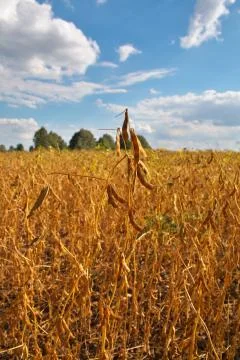 Soybean field Stock Photos