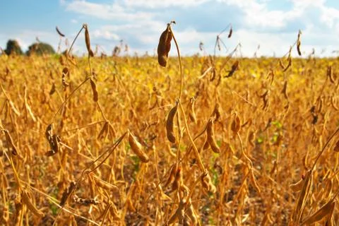Soybean field Stock Photos