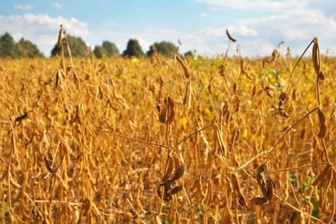 Soybean field Stock Photos