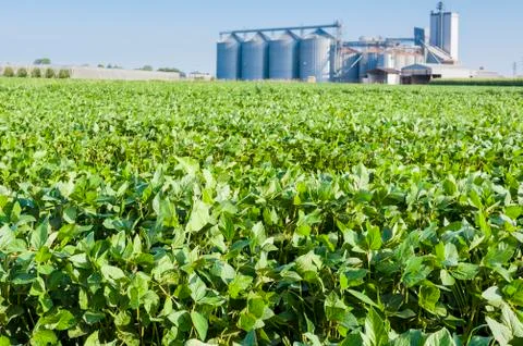 Soybean field Stock Photos