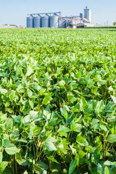 Soybean field Foto stock