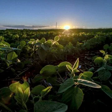 Soybean Field Foto stock