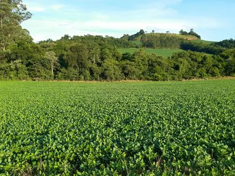 Soybean field Stock Photos