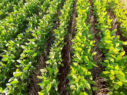 Soybean field. Stock Photos