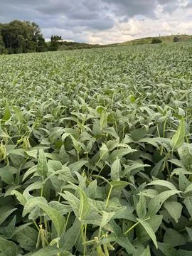 Soybean field Stock Photos