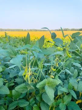 Soybean field Stock Photos