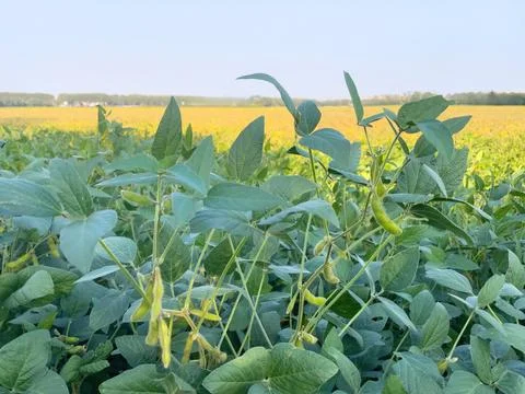 Soybean field Stock Photos