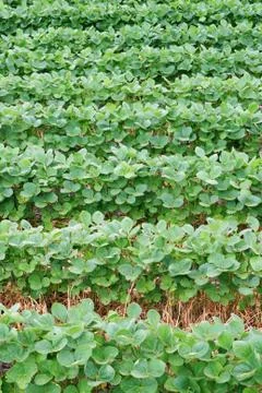 Soybean field rows Stock Photos