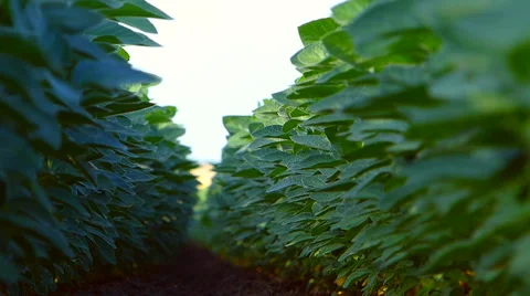 Soybean field in summer. Stock Footage 51749784