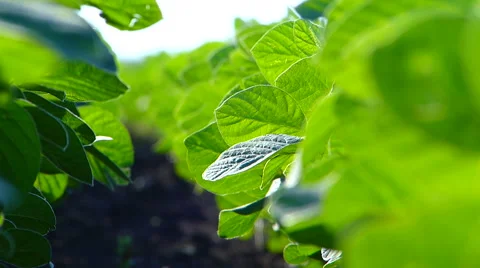Soybean field in summer. Stock Footage 51749913