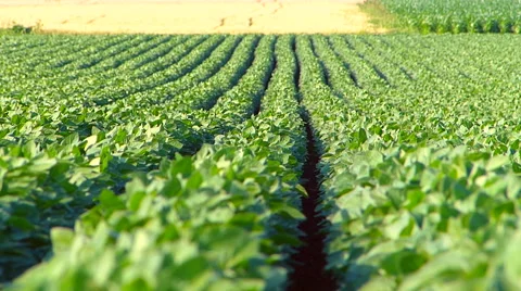 Soybean field in summer. Video stock 51751446
