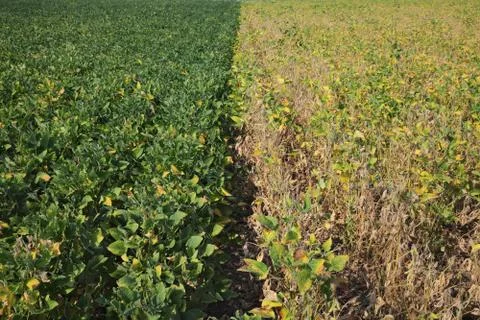 Soybean field in summer Stockfoto's