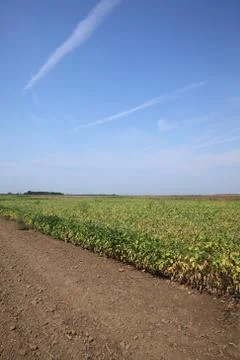 Soybean field in summer Fotos Stock
